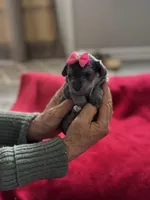 Rosie , a female Miniature Schnauzer and Yorkshire Terrier for sale in Greensboro, NC – Photo 4 of 5