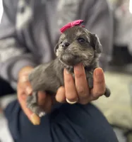 Rosie , a female Miniature Schnauzer and Yorkshire Terrier for sale in Greensboro, NC – Photo 5 of 5