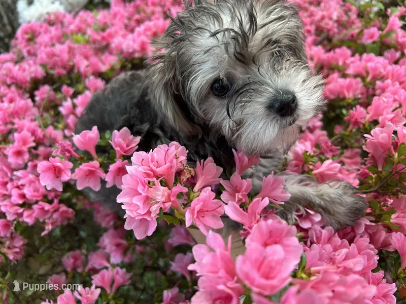 Rosie  – Yorkshire Terrier puppy for sale in Greensboro, NC