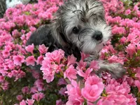 Rosie , a female Yorkshire Terrier for sale in Greensboro, NC – Photo 9 of 9