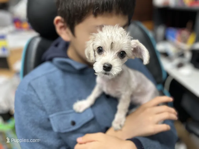 Rosie  – Yorkshire Terrier puppy for sale in Greensboro, NC