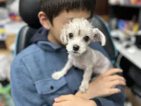 Rosie , a female Yorkshire Terrier for sale in Greensboro, NC – 6 of 9