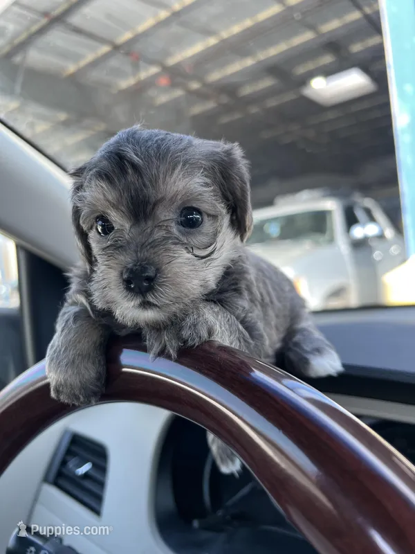 Rosie  – Miniature Schnauzer, Yorkshire Terrier puppy for sale in Greensboro, NC