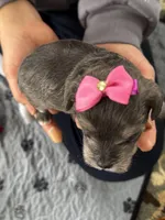 Rosie , a female Miniature Schnauzer and Yorkshire Terrier for sale in Greensboro, NC – Photo 3 of 5