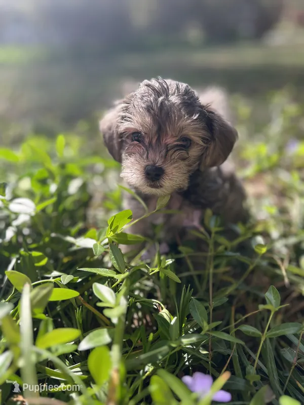 Rosie  – Miniature Schnauzer, Yorkshire Terrier puppy for sale in Greensboro, NC