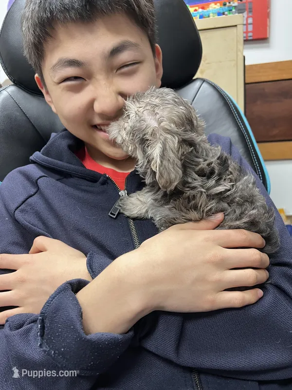 Rosie  – Miniature Schnauzer, Yorkshire Terrier puppy for sale in Greensboro, NC