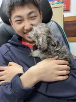 Rosie , a female Miniature Schnauzer and Yorkshire Terrier for sale in Greensboro, NC – Photo 4 of 9