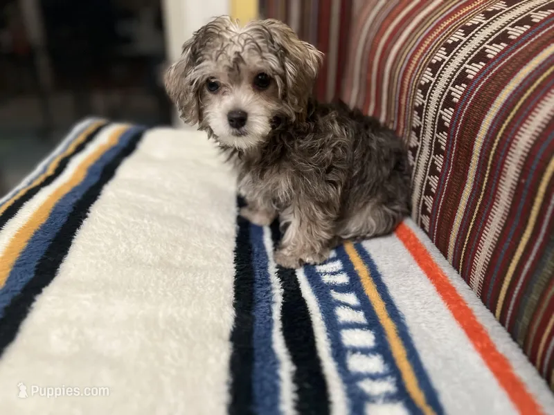 Rosie  – Maltipoo puppy for sale in Greensboro, NC