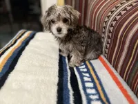 Rosie , a female Maltipoo for sale in Greensboro, NC – Photo 1 of 9