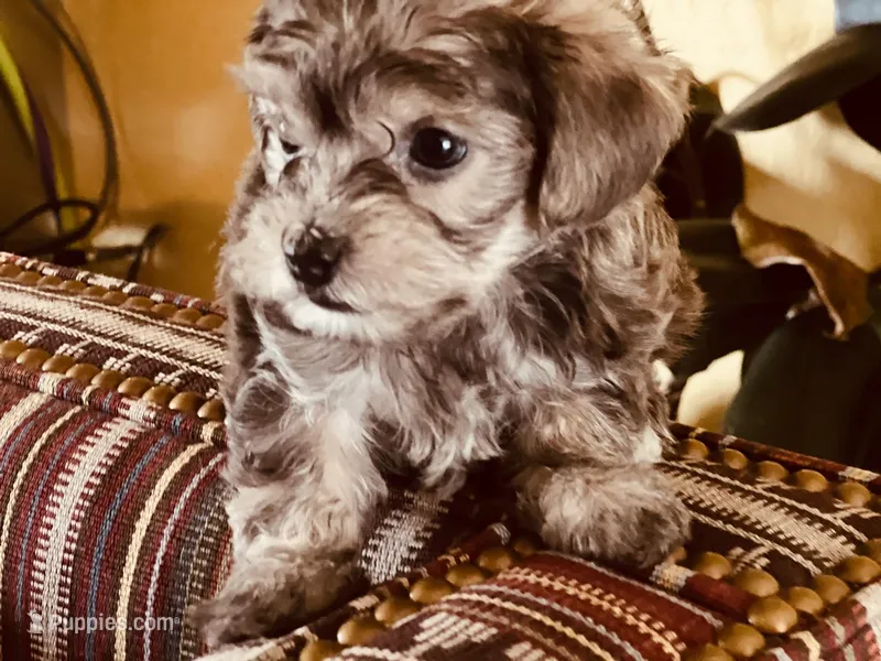 Rosie  – Miniature Schnauzer, Yorkshire Terrier puppy for sale in Greensboro, NC