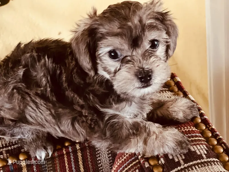 Rosie  – Miniature Schnauzer, Yorkshire Terrier puppy for sale in Greensboro, NC