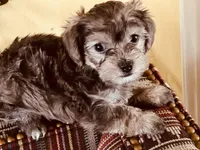 Rosie , a female Miniature Schnauzer and Yorkshire Terrier for sale in Greensboro, NC – Photo 3 of 9