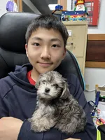 Rosie , a female Miniature Schnauzer and Yorkshire Terrier for sale in Greensboro, NC – Photo 1 of 9