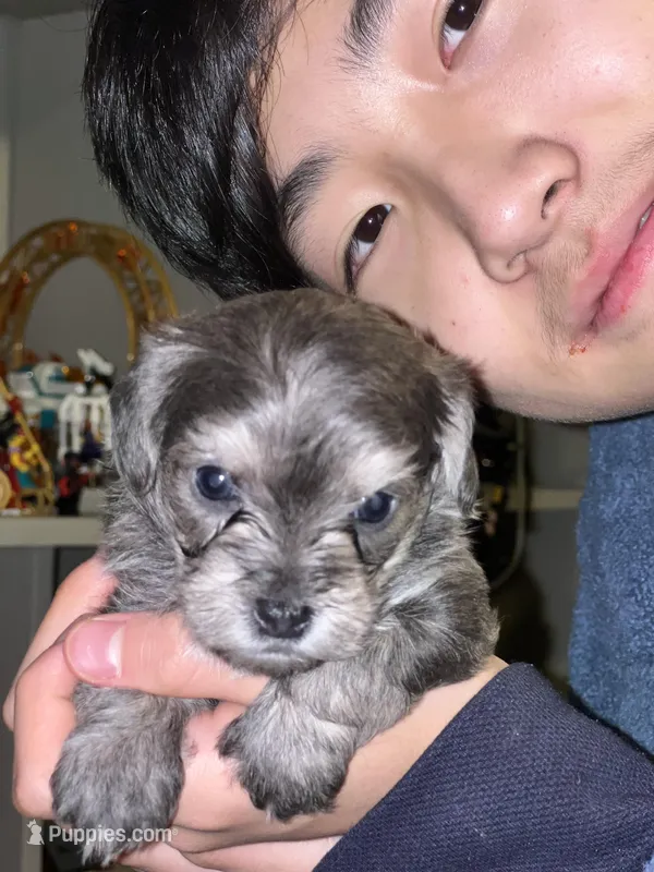 Rosie  – Yorkshire Terrier puppy for sale in Greensboro, NC