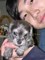 Rosie , a female Miniature Schnauzer and Yorkshire Terrier for sale in Greensboro, NC – Photo 9 of 9