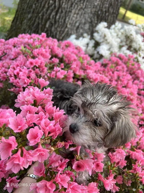 Rosie  – Yorkshire Terrier puppy for sale in Greensboro, NC
