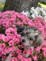 Rosie , a female Yorkshire Terrier for sale in Greensboro, NC – Photo 3 of 9