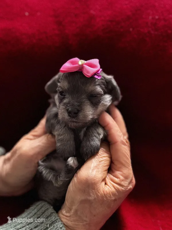 Rosie  – Miniature Schnauzer, Yorkshire Terrier puppy for sale in Greensboro, NC