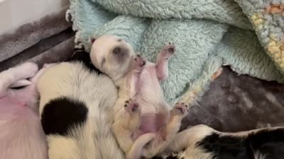 Bom, a female Morkie for sale in Greensboro, NC – 6 of 6