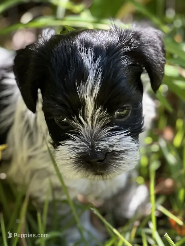 Choco – Morkie puppy for sale in Greensboro, NC