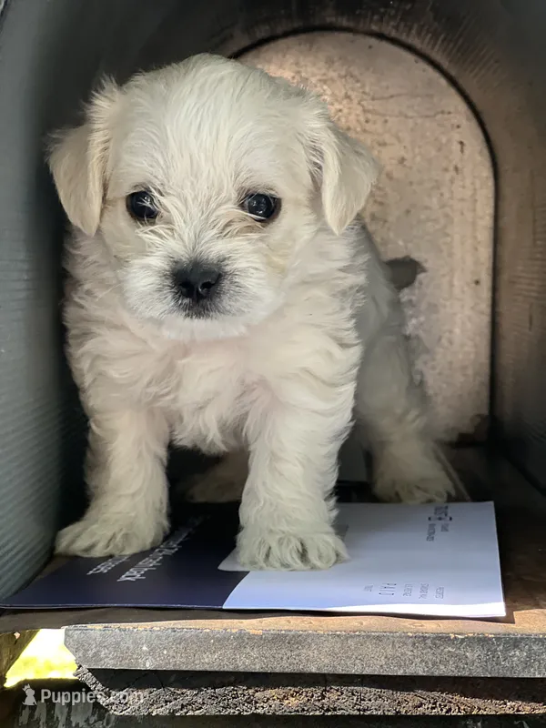 Milky – Morkie puppy for sale in Greensboro, NC