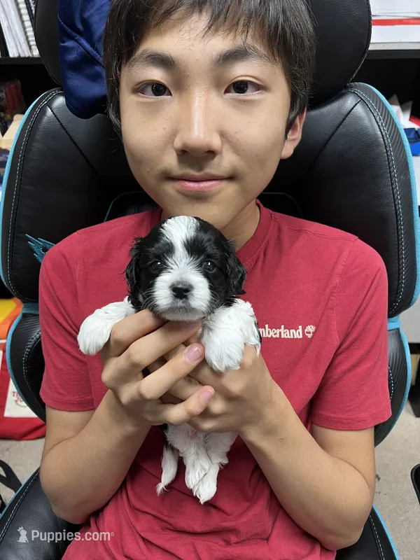 Cookie – Morkie puppy for sale in Greensboro, NC