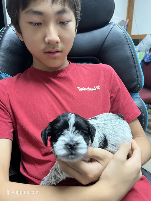 Choco – Morkie puppy for sale in Greensboro, NC