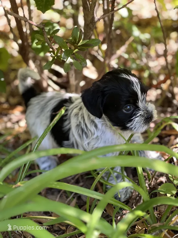Choco – Morkie puppy for sale in Greensboro, NC