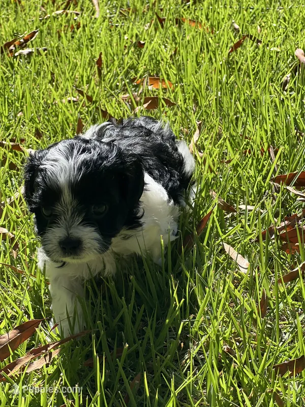 Cookie – Morkie puppy for sale in Greensboro, NC