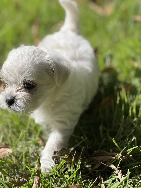 Milky – Morkie puppy for sale in Greensboro, NC