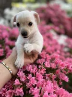 Louis, a male Yorkshire Terrier for sale in Greensboro, NC – 9 of 9