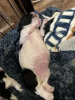 Gureum, a male Morkie for sale in Greensboro, NC – 6 of 7