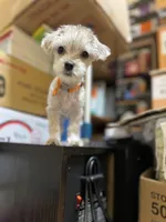 Rosie , a female Yorkshire Terrier for sale in Greensboro, NC – 4 of 9