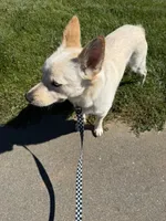 Dune, a male Jindo for sale in Greensboro, NC – 8 of 8