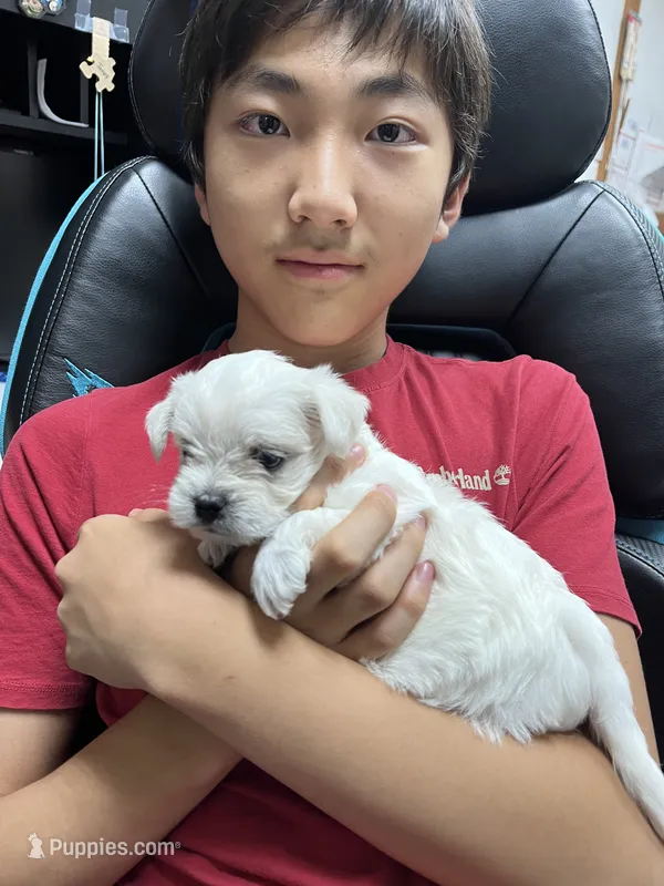 Milky – Morkie puppy for sale in Greensboro, NC