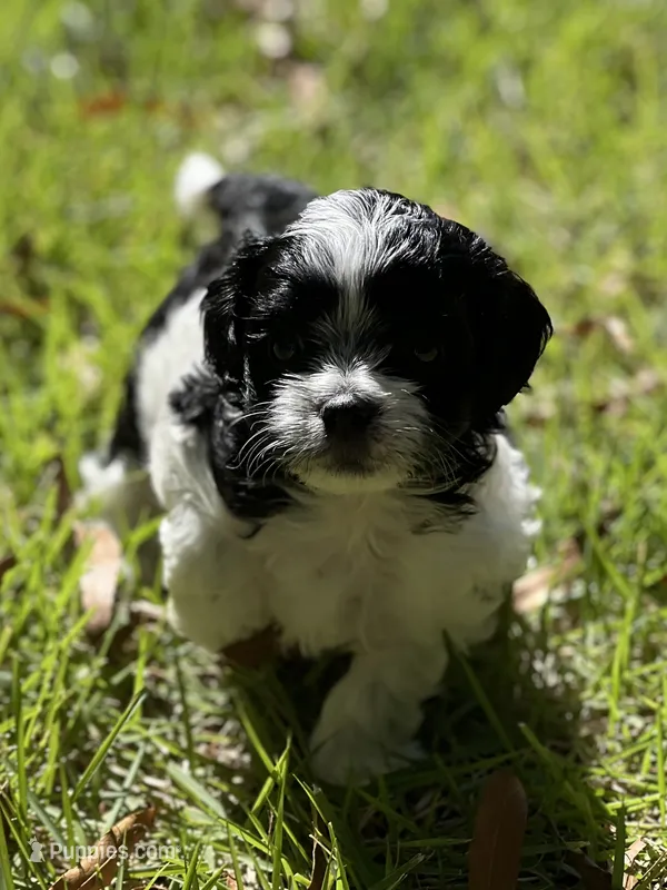 Cookie – Morkie puppy for sale in Greensboro, NC