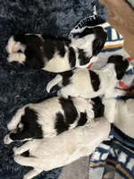 Noeul, a male Morkie for sale in Greensboro, NC – 1 of 1