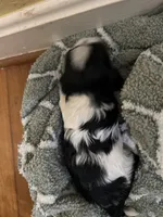 Cookie, a male Morkie for sale in Greensboro, NC – 4 of 4