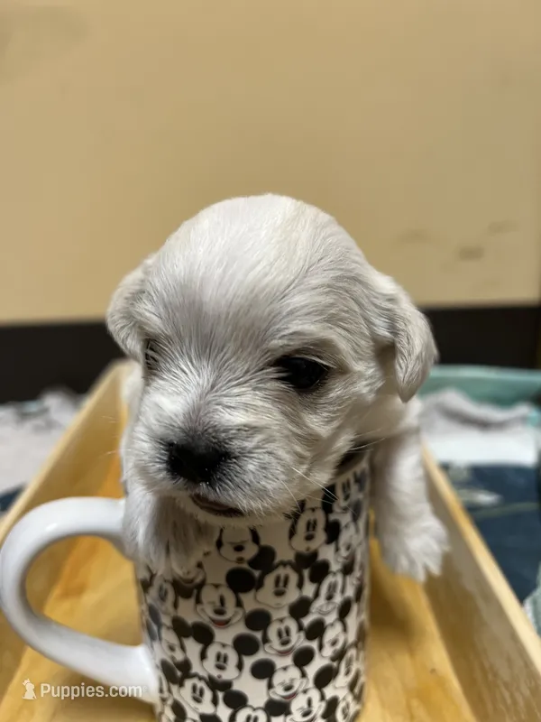 Milky – Morkie puppy for sale in Greensboro, NC