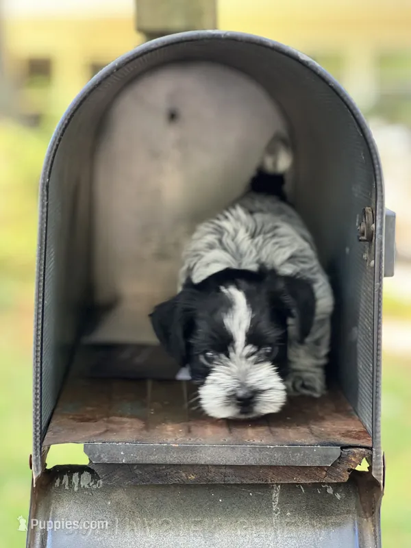 Choco – Morkie puppy for sale in Greensboro, NC