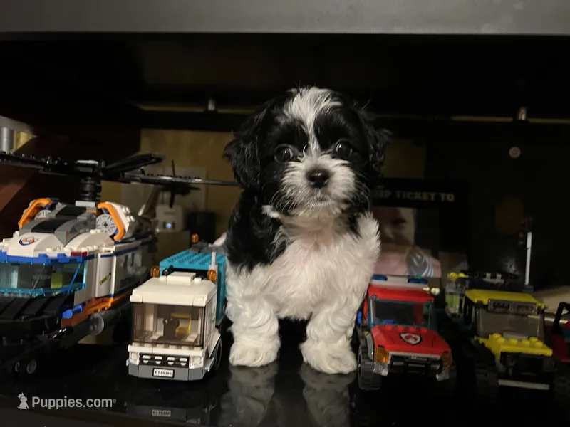 Cookie – Morkie puppy for sale in Greensboro, NC