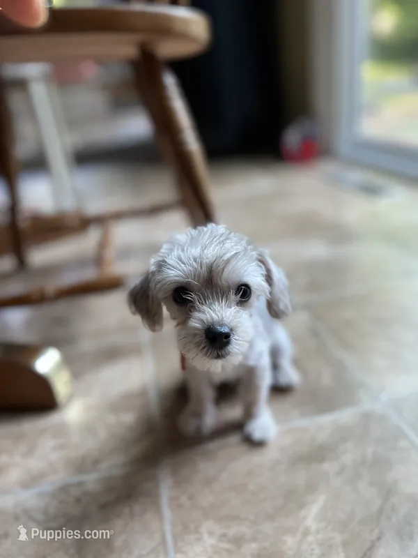 Rosie  – Yorkshire Terrier puppy for sale in Greensboro, NC
