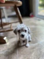 Rosie , a female Yorkshire Terrier for sale in Greensboro, NC – 3 of 9