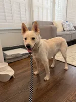 Dune, a male Jindo for sale in Greensboro, NC – 4 of 8