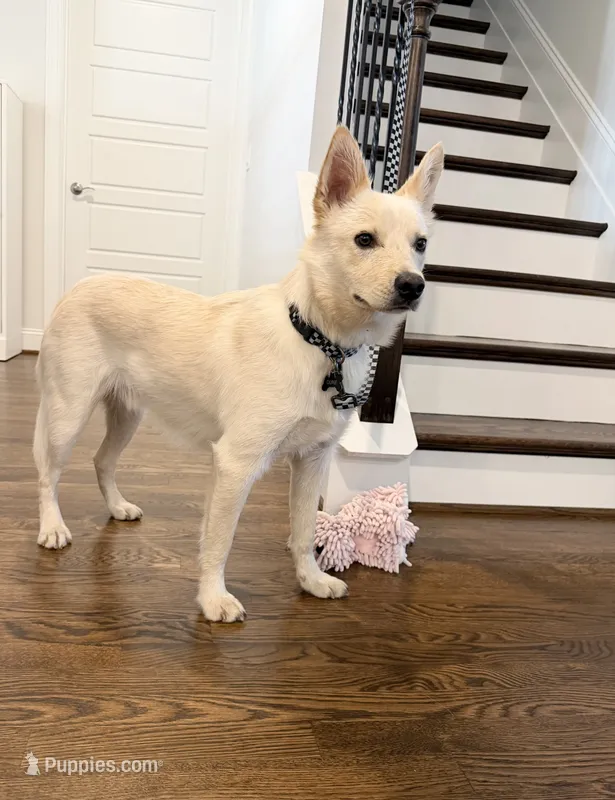 Dune – Jindo puppy for sale in Greensboro, NC