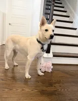 Dune, a male Jindo for sale in Greensboro, NC – 1 of 8