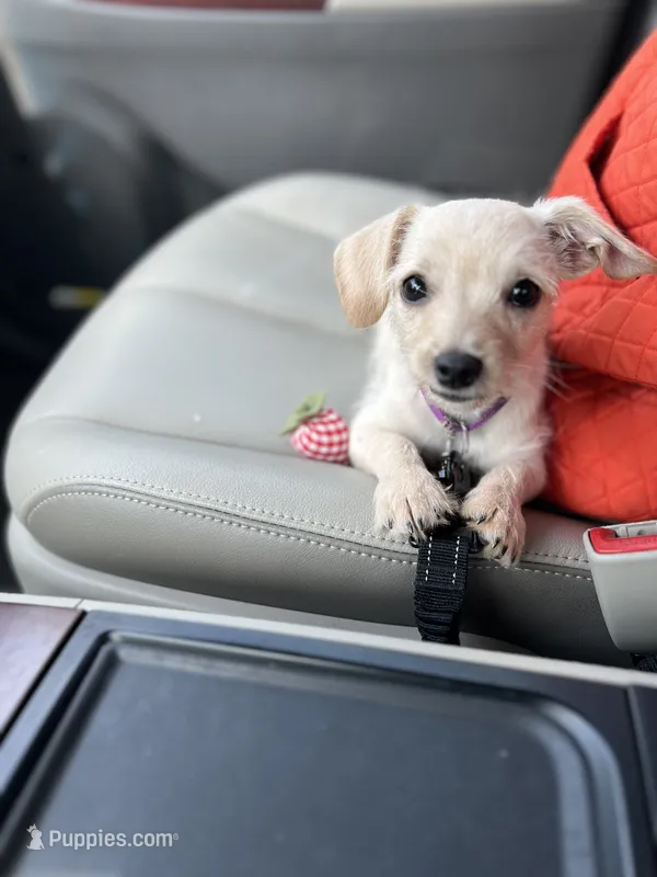 Louis – Yorkshire Terrier puppy on hold in Greensboro, NC