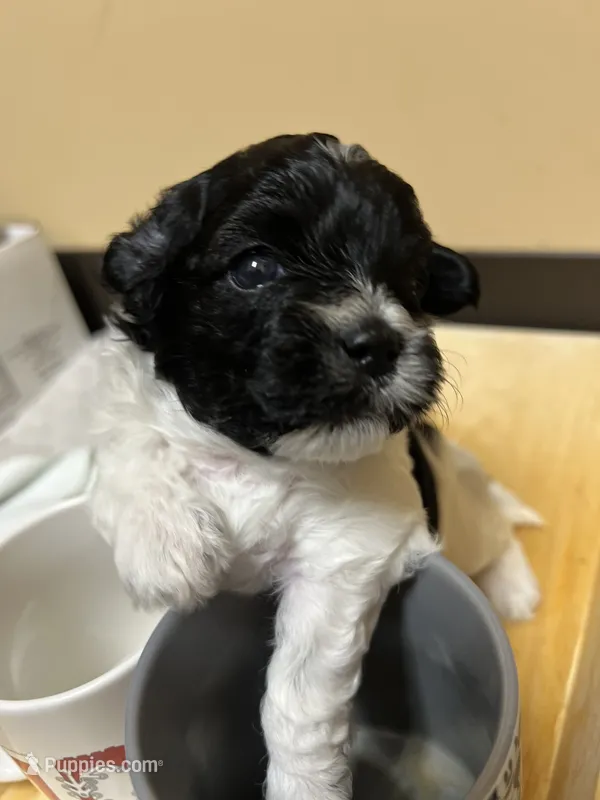 Sugar – Morkie puppy for sale in Greensboro, NC
