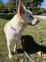 Dune, a male Jindo for sale in Greensboro, NC – 6 of 8