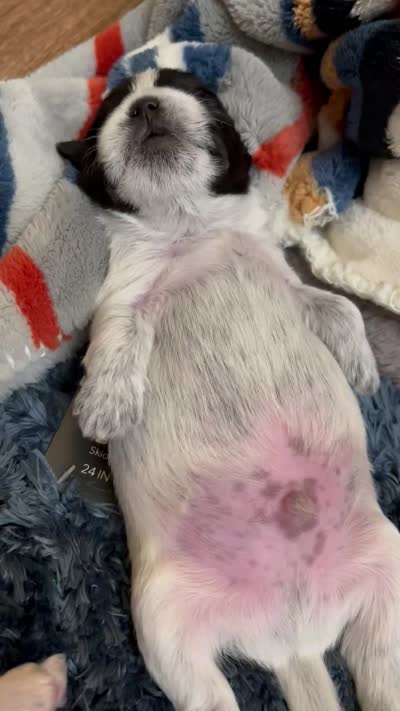 Gureum, a male Morkie for sale in Greensboro, NC – 7 of 7
